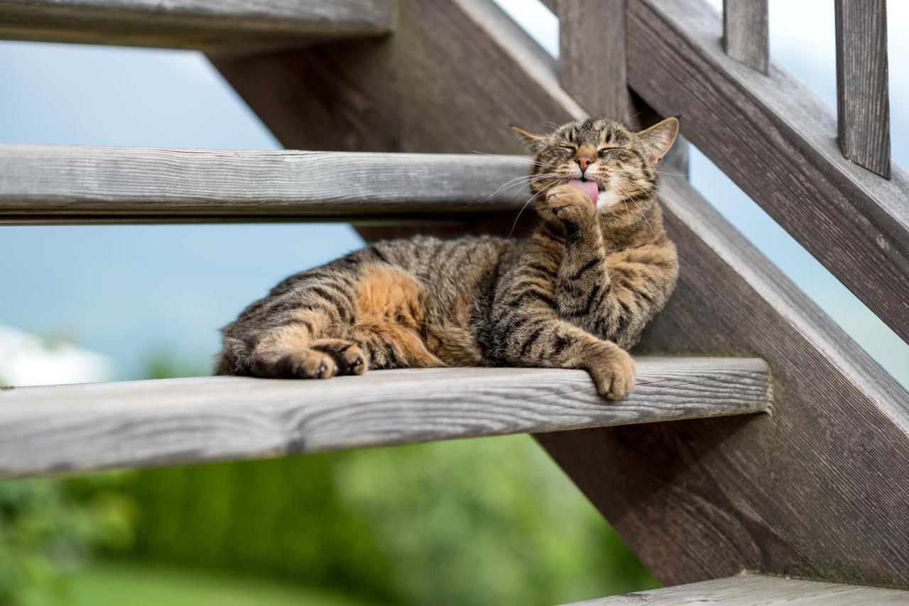 Mitterstiller Auna di Sotto Dış mekan fotoğraf
